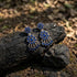 Pre Order 925 Kempu Earrings